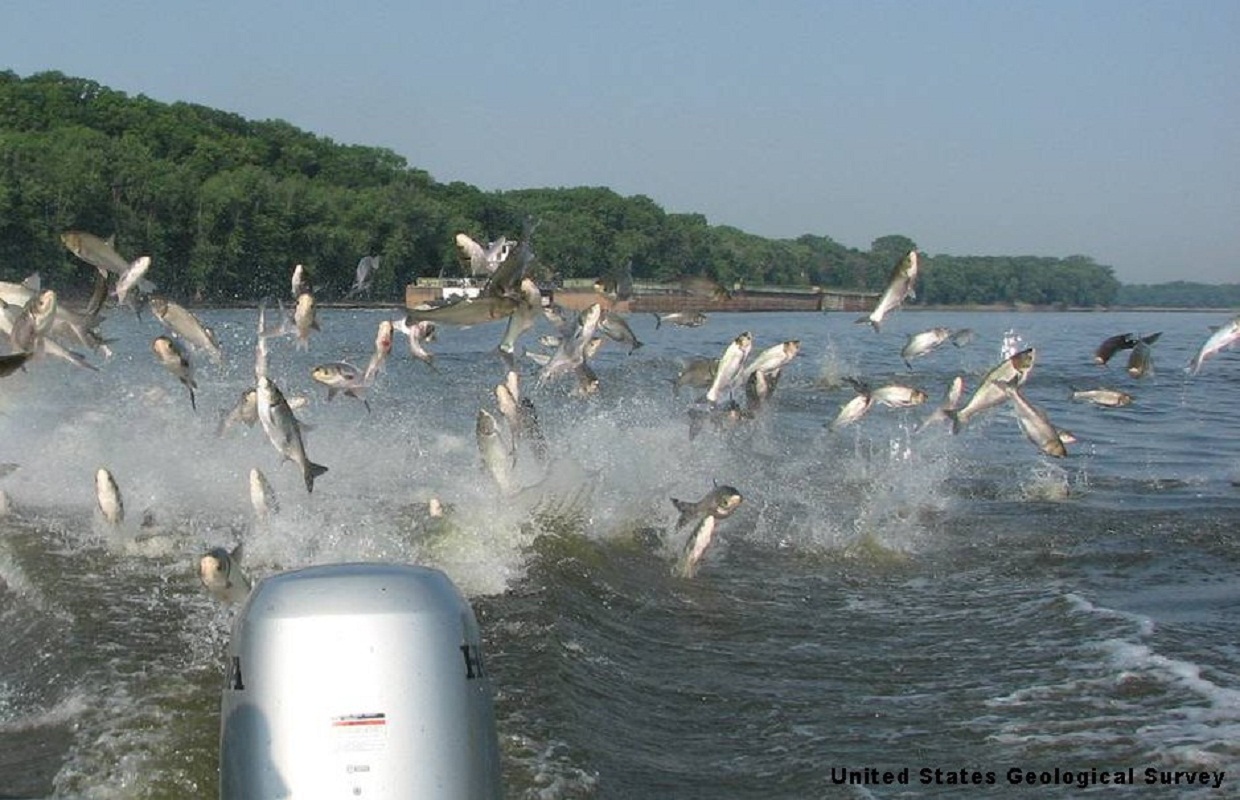 Copi Is the New Name for Asian Carp