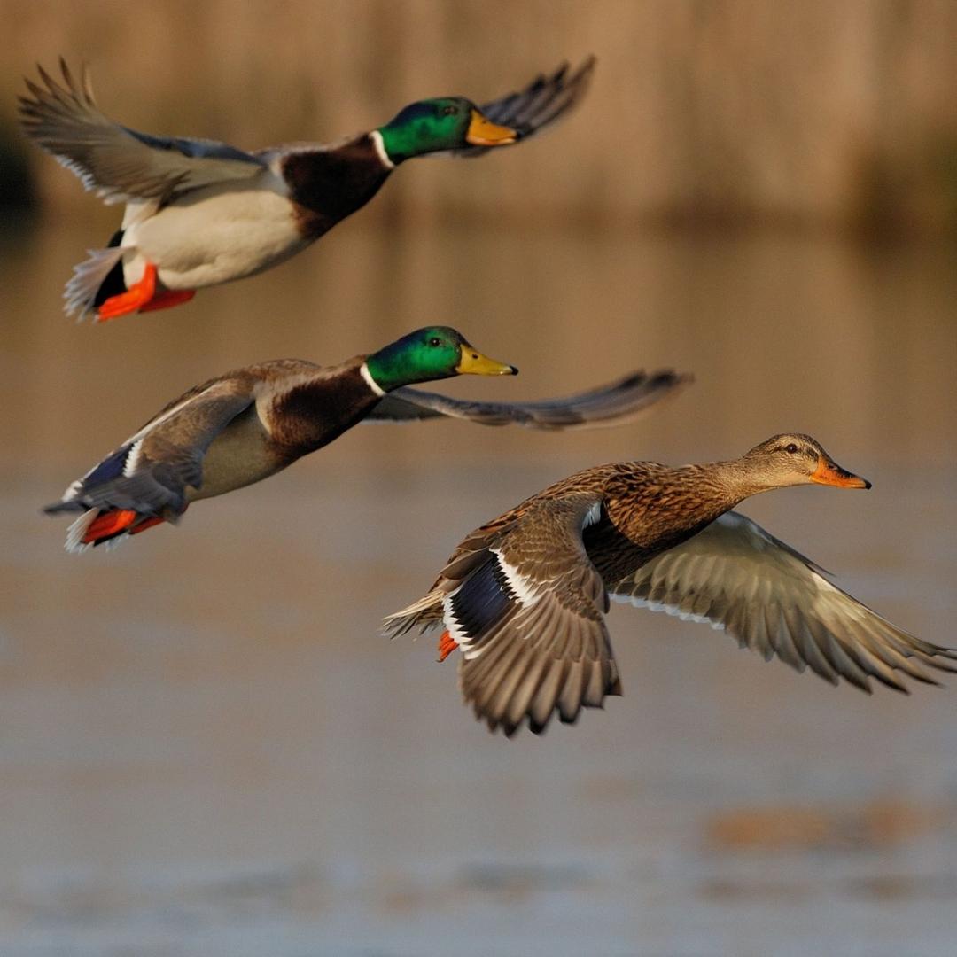 Illinois Duck Hunting May be a Little More Challenging This Year