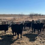 3rd Cattle Chat with Hometown Veterinary Service September 3rd