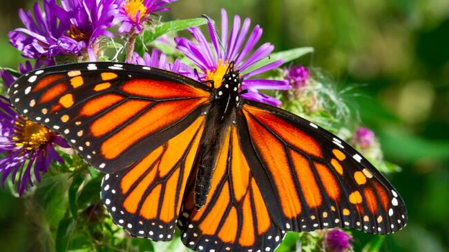 Has The Monarch Butterfly Become Vulnerable to Extinction? | Prairie ...