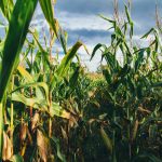 Climate, Conflict, & Currency Impact Cost Competitiveness For U.S. Corn Exports