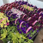 United FFA Greenhouse Opens May 4th to Public