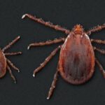 Asian Longhorned Tick Confirmed In Illinois