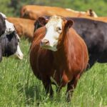IBA Statement on Tyson’s Joslin Plant Closure