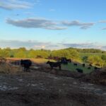 Beef Field Day in Baylis September 2nd
