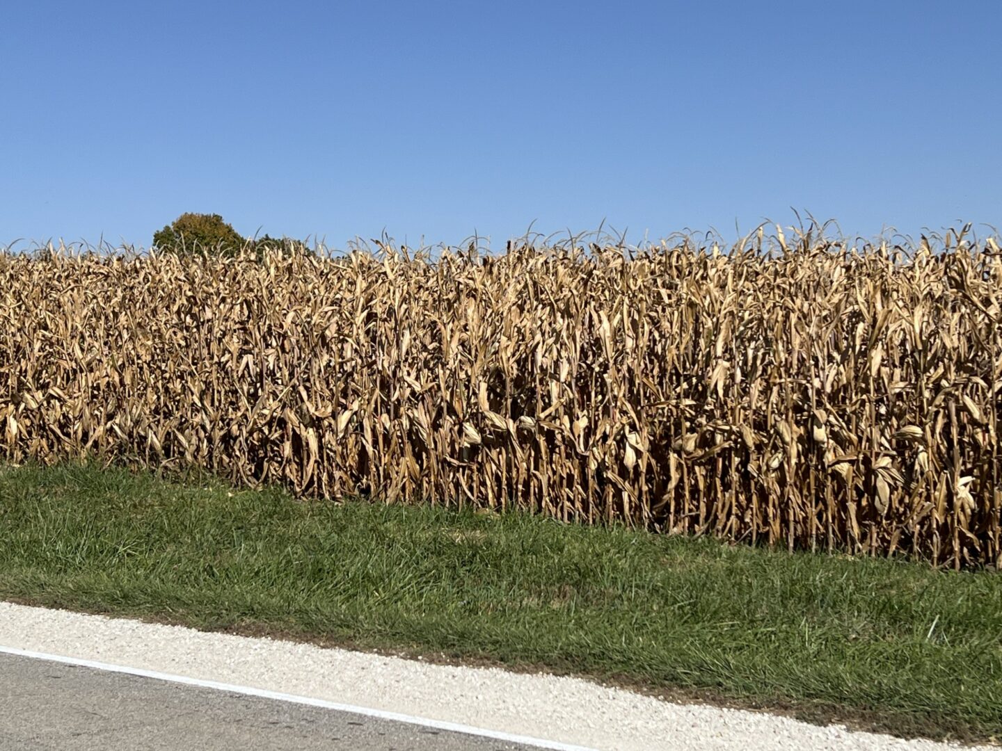 cornfield, harvest, farming, farm