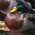 Illinois Waterfowl Blind Drawings Sites and Schedule Released for 2025 Season