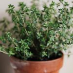 Creating a Thanksgiving Herb Garden: How to Grow Herbs for Your Holiday Meals