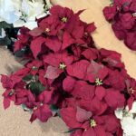 Keeping Your Poinsettia Healthy Year-Round