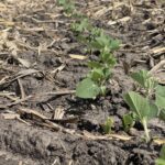 Early Planted Soybeans Cause Frustration