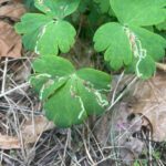 Columbines in the Garden: Beauty, Pollinators, and Leafminers