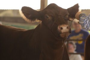 Cow, steer, cattle