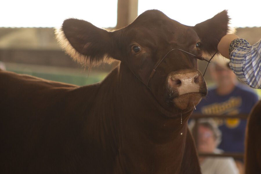 Cow, steer, cattle