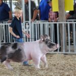 Warren County Fair Junior Swine Show Results