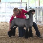 Corzatt Wins Champion Titles at Warren County Junior Sheep Show