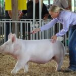 Meet the 2025 Warren County Master Showman: Aubrey Killey