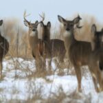 More Than 51,000 Deer Harvested During First Weekend of Illinois Firearm Deer Season