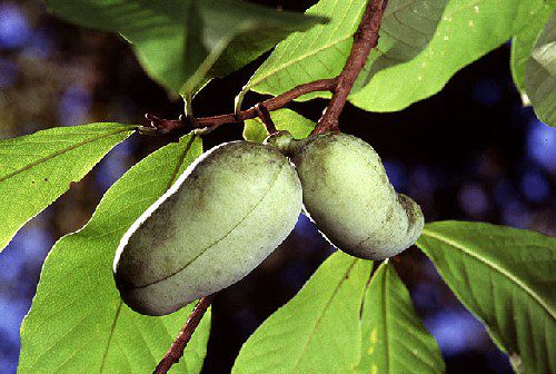 https://www.ars.usda.gov/pacific-west-area/corvallis-or/national-clonal-germplasm-repository/docs/ncgr-corvallis-asimina-germplasm/