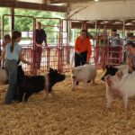 Henderson County Fair Jr & 4-H Swine Results