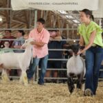 Henderson County 4-H and Jr. Sheep Show