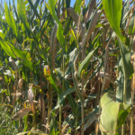 2026 Crop Faces Weather Extremes Throughout Growing Season