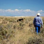 Secretary Rollins Announces Ranchers First Initiatives to Rebuild the Great American Beef Herd