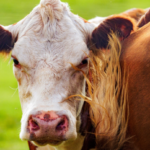 USDA to Invest $57 Million to Boost American Meat Processing Capacity and Support U.S. Ranchers