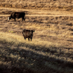 USDA Announces $1.8 Billion in 2026 Conservation Program Payments