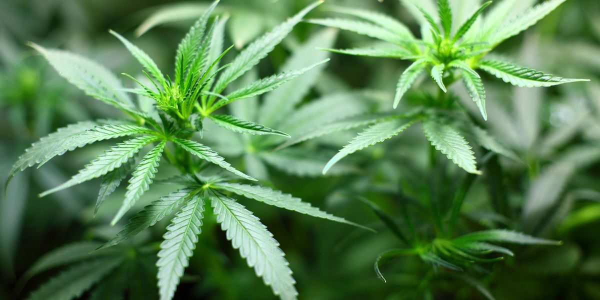 CBDPlant