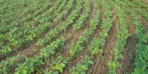 CoverCrop-300x225