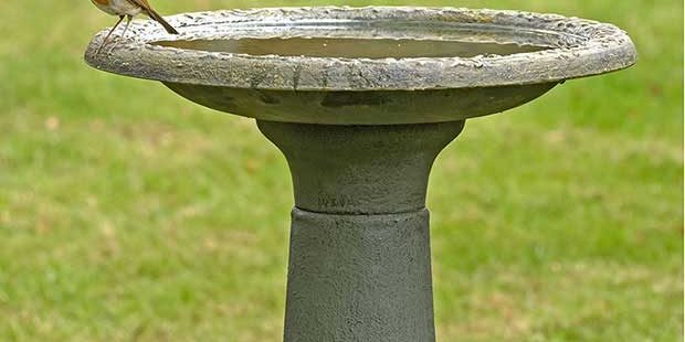 bird-bath