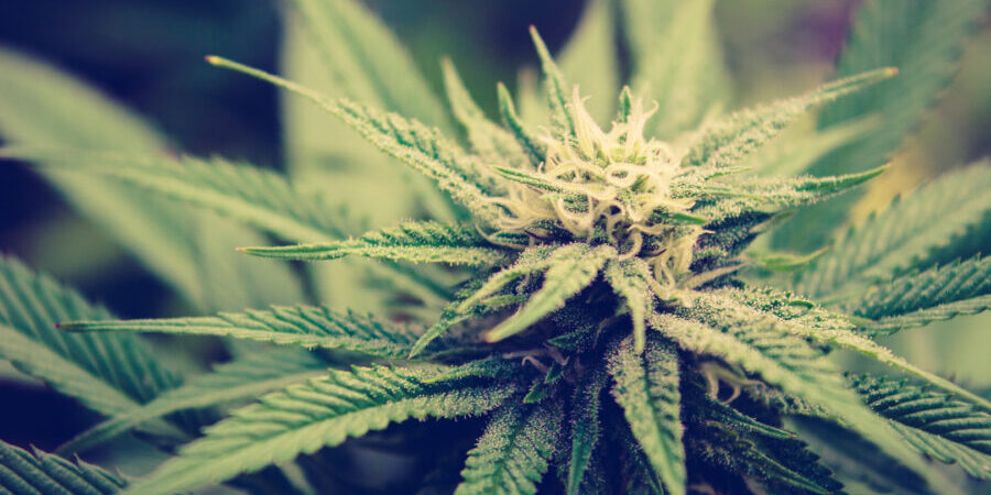 cannabis