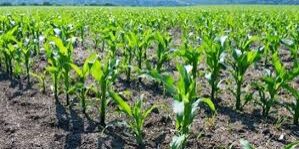 corn