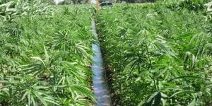 hemp