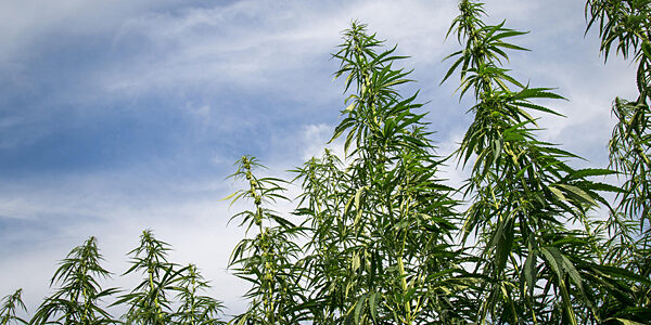 hemp2
