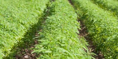industrial_hemp