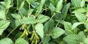 soybeans